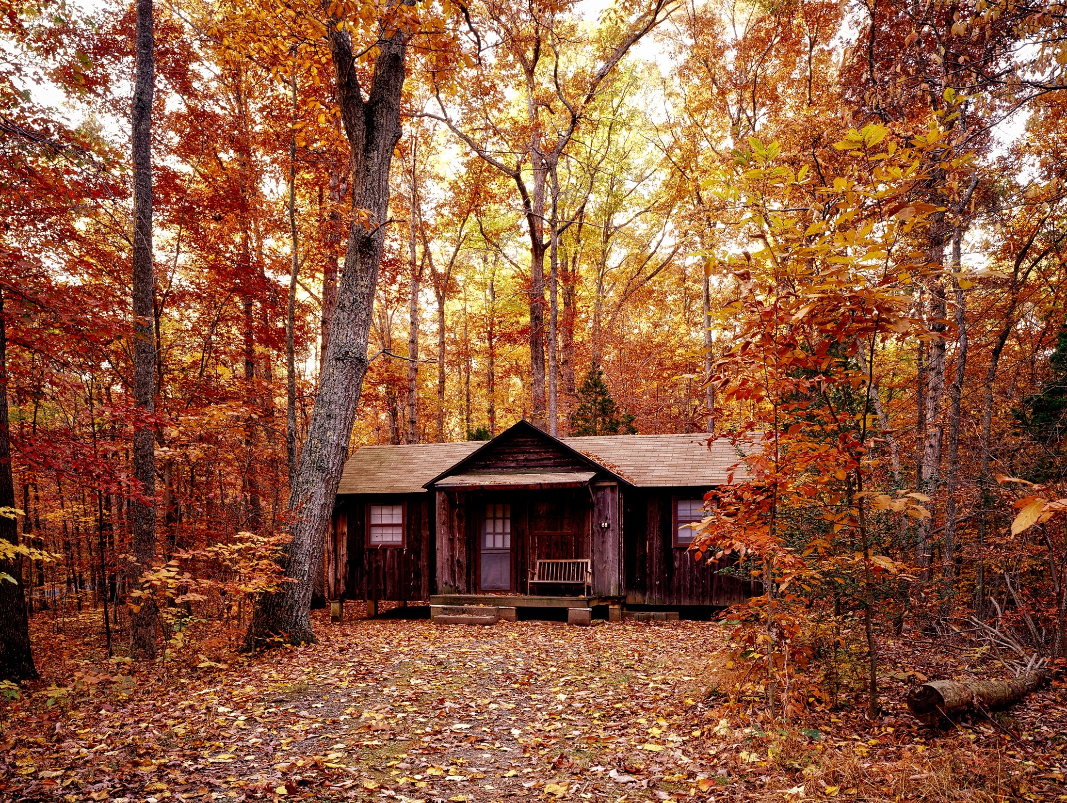 cabin in wood during fall
