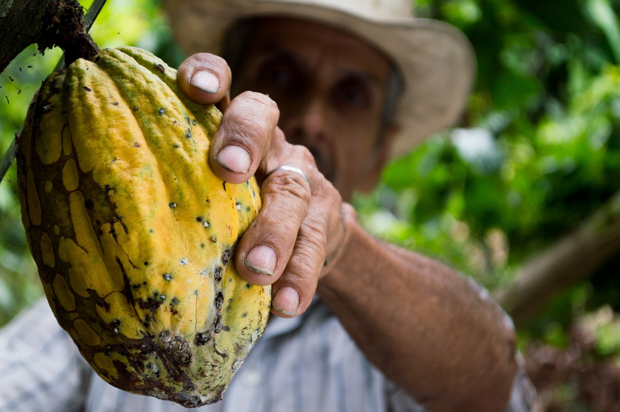 Cocoa Plant Farmer