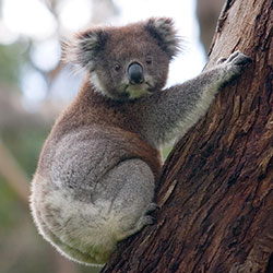 Koala climbing a tree