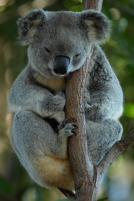 Koala Sleeping on Tree Branch