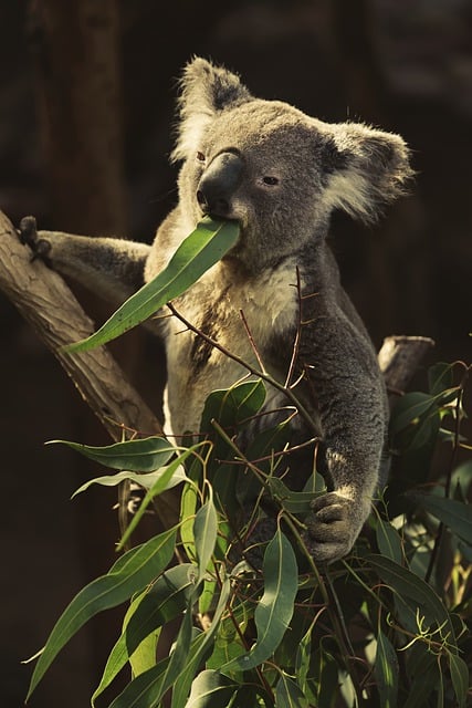 Koala Eating Plants
