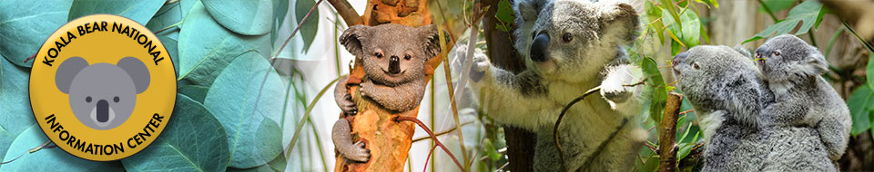 Koala Bear National Information Center Logo and Koala Collage