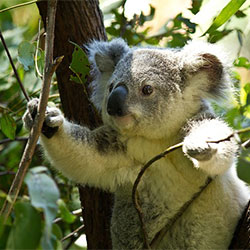 Grant Koala