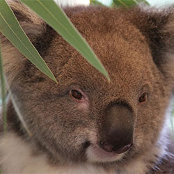 Jams Koala