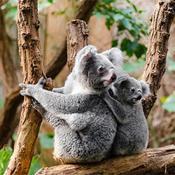 Jilley and Baby Koalas