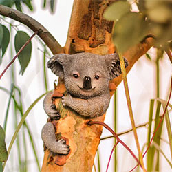 Ella Koala