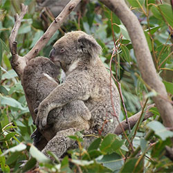 Nooka Koala and Baby