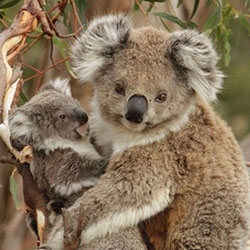 Two Koalas in a tree