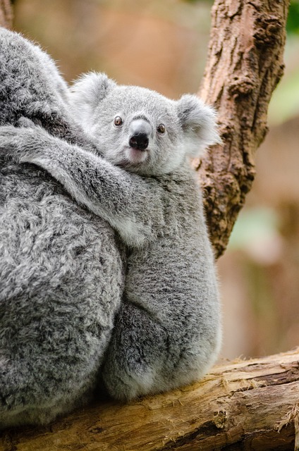 Baby Koala On Mom's Back